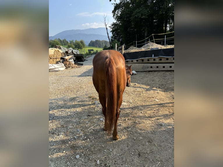 Appaloosa Étalon 3 Ans Alezan cuivré in Komenda