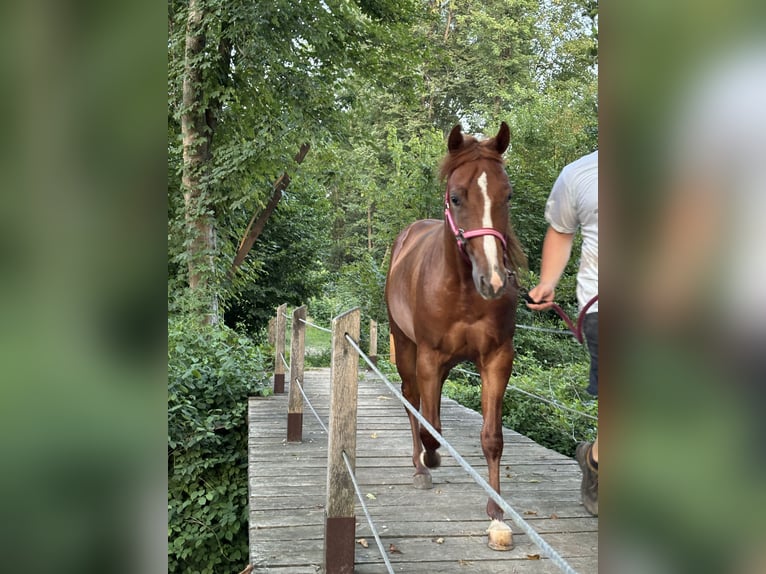 Appaloosa Étalon 3 Ans Alezan cuivré in Komenda