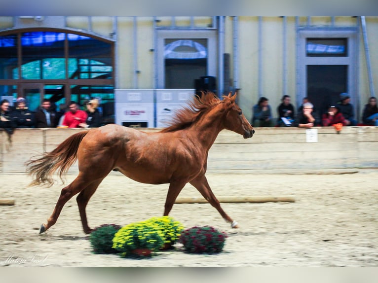 Appaloosa Étalon 3 Ans Alezan cuivré in Komenda