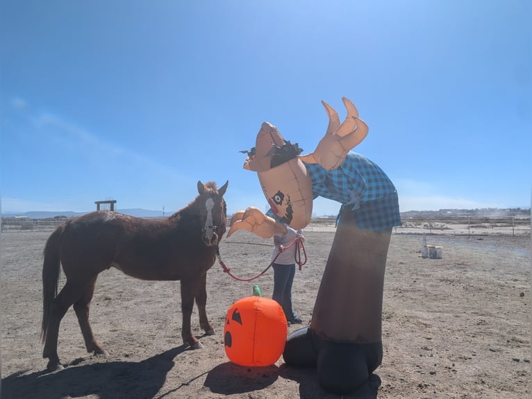 Appaloosa Étalon 4 Ans 142 cm Alezan cuivré in Olathe