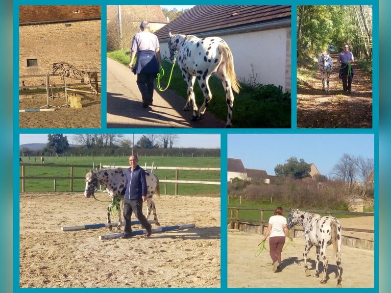 Appaloosa Étalon 4 Ans 148 cm Léopard in cersot