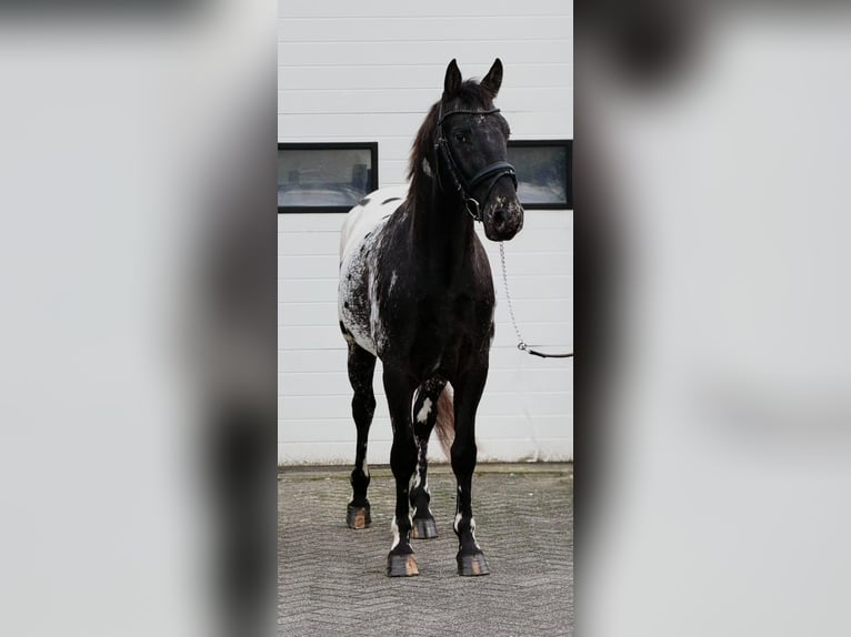 Appaloosa Étalon 4 Ans 157 cm Léopard in Someren