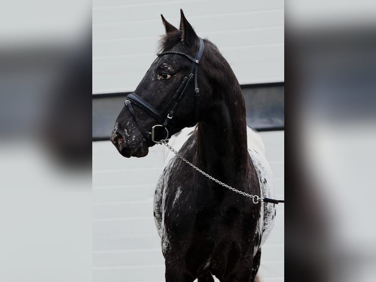 Appaloosa Étalon 4 Ans 157 cm Léopard in Someren
