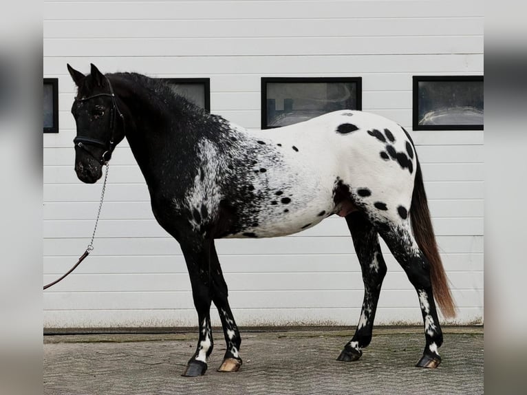 Appaloosa Étalon 4 Ans 157 cm Léopard in Someren