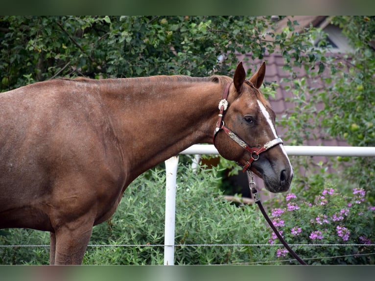 Appaloosa Étalon 4 Ans 160 cm Alezan cuivré in Prague