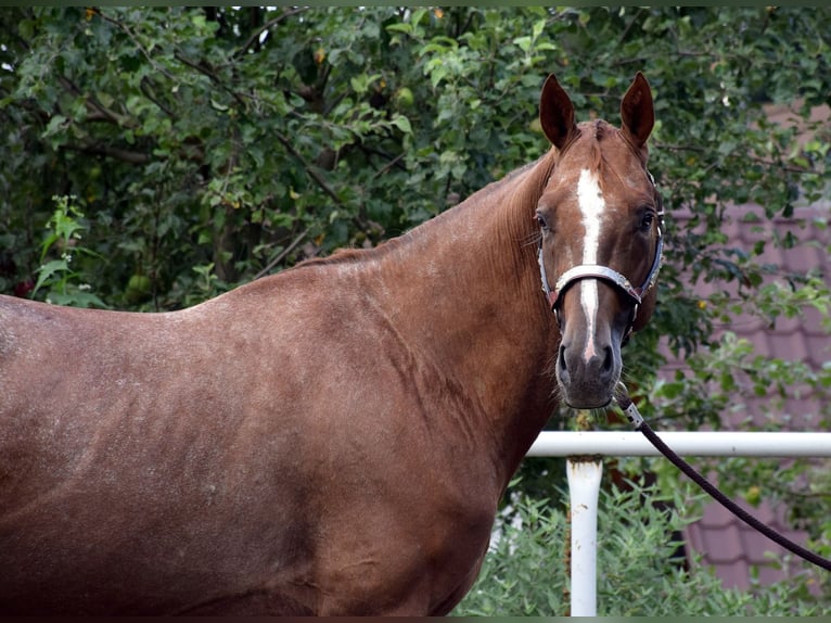 Appaloosa Étalon 4 Ans 160 cm Alezan cuivré in Prague