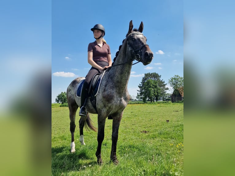 Appaloosa Étalon 4 Ans 163 cm Léopard in Hitzum