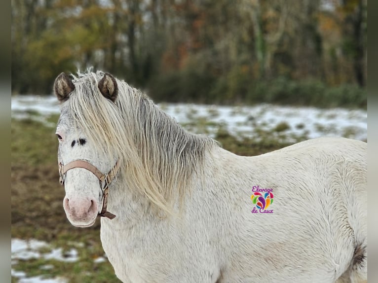 Appaloosa Étalon 5 Ans 117 cm Léopard in ÉCOUCHÉ-LES-VALLÉES