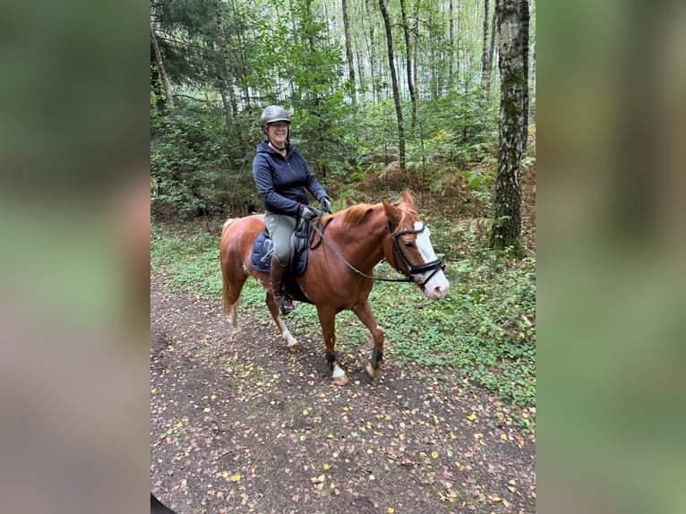 Appaloosa Croisé Étalon 5 Ans 153 cm Alezan in Lilienthal