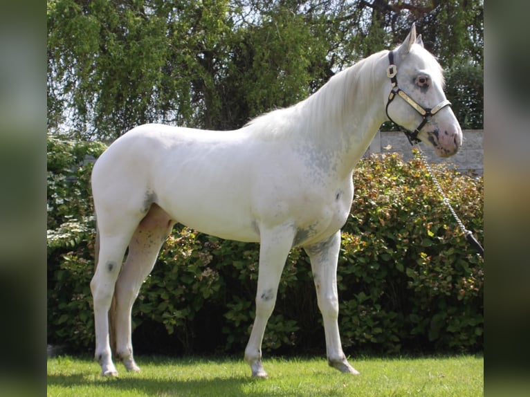 Appaloosa Étalon 5 Ans 155 cm Blanc in Boortmeerbeek