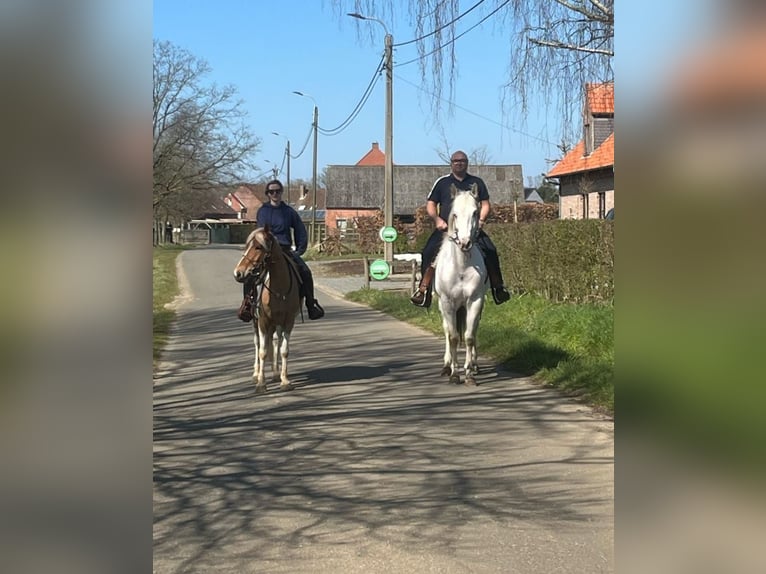 Appaloosa Étalon 5 Ans 155 cm Blanc in Boortmeerbeek