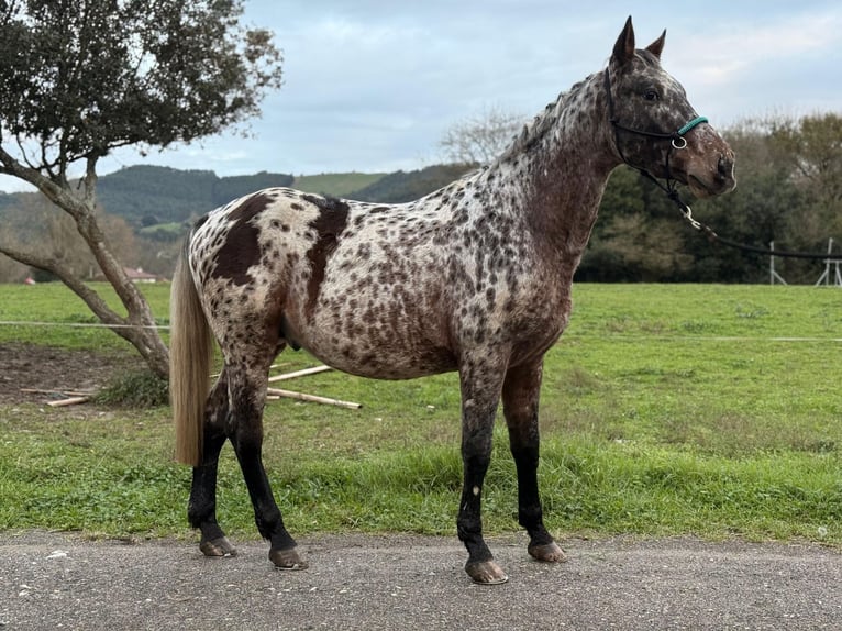 Appaloosa Étalon 5 Ans 162 cm Léopard in Hazas de cesto