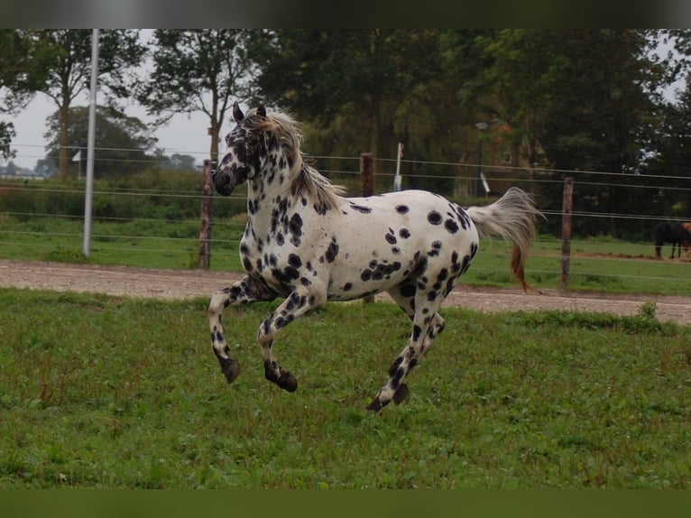 Appaloosa Étalon 5 Ans 163 cm Léopard in Hitzum