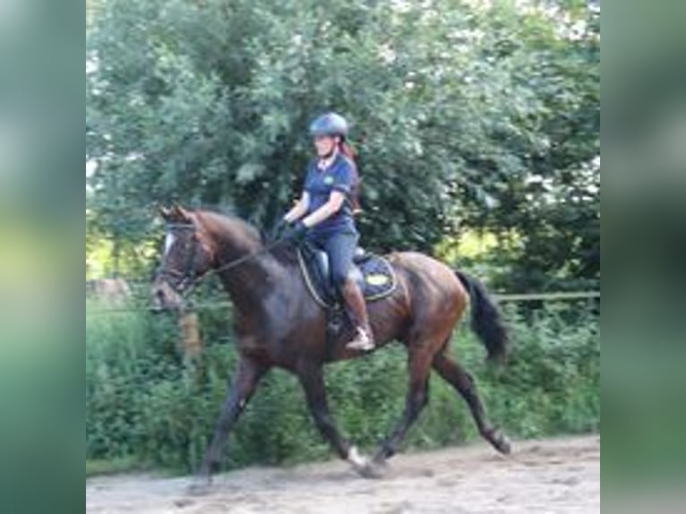 Appaloosa Étalon 5 Ans 165 cm Léopard in Boxmeer