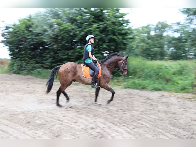 Appaloosa Étalon 5 Ans 165 cm Léopard in Boxmeer