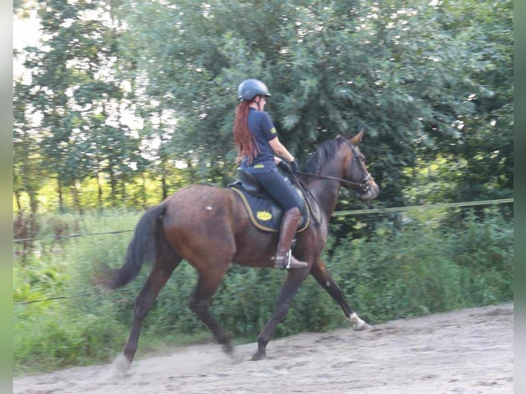 Appaloosa Étalon 5 Ans 165 cm Léopard in Boxmeer