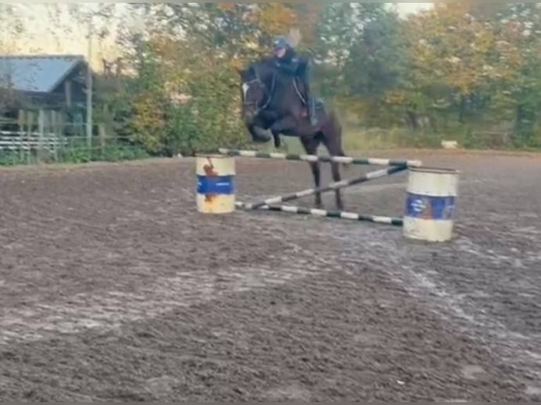 Appaloosa Étalon 5 Ans 165 cm Léopard in Boxmeer