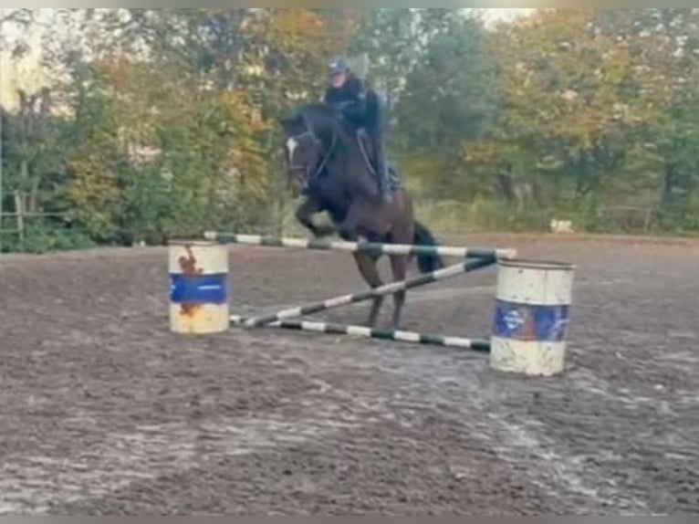 Appaloosa Étalon 5 Ans 165 cm Léopard in Boxmeer