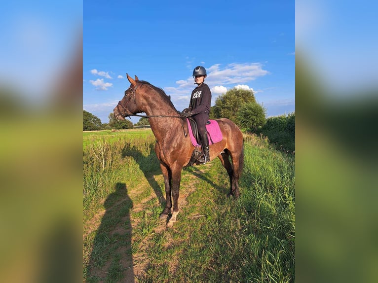 Appaloosa Étalon 5 Ans 165 cm Léopard in Boxmeer