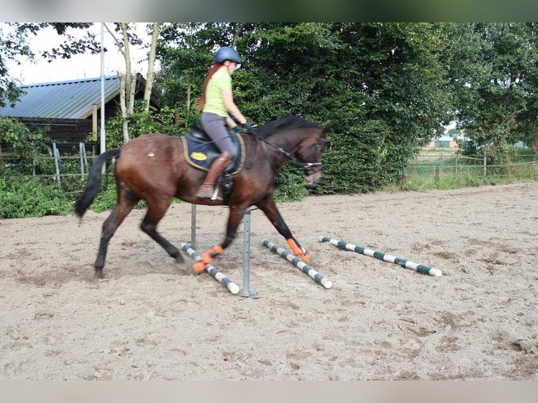 Appaloosa Étalon 5 Ans 165 cm Léopard in Boxmeer