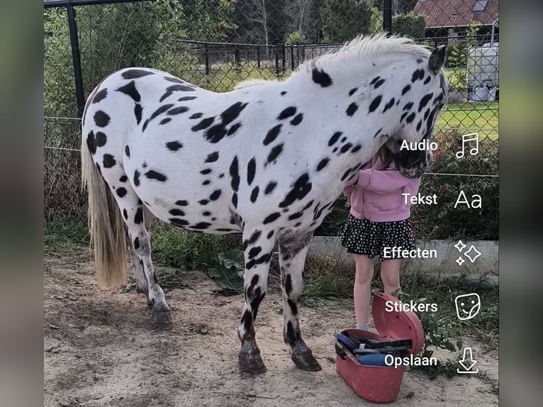 Appaloosa Étalon 5 Ans Léopard in Averbode
