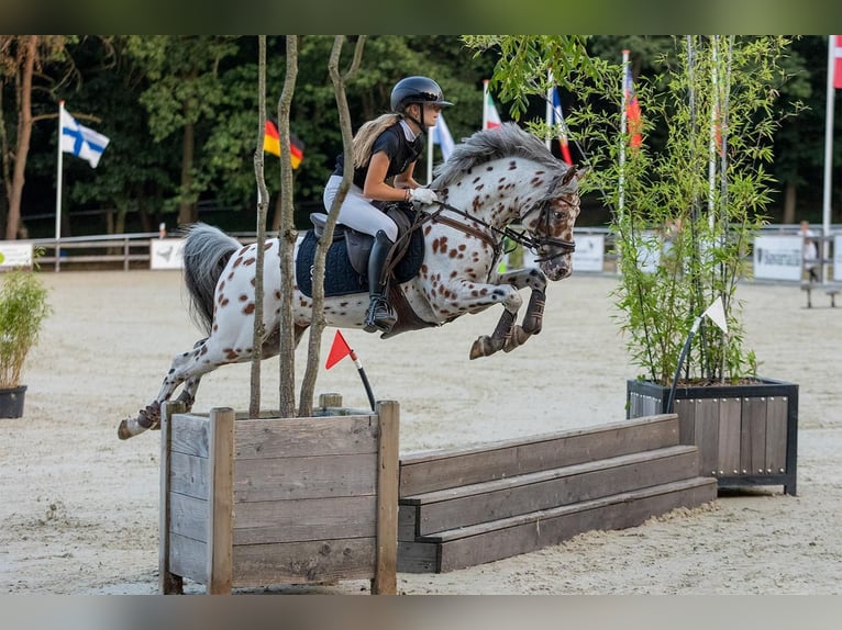 Appaloosa Étalon 6 Ans 143 cm Léopard in Oirschot