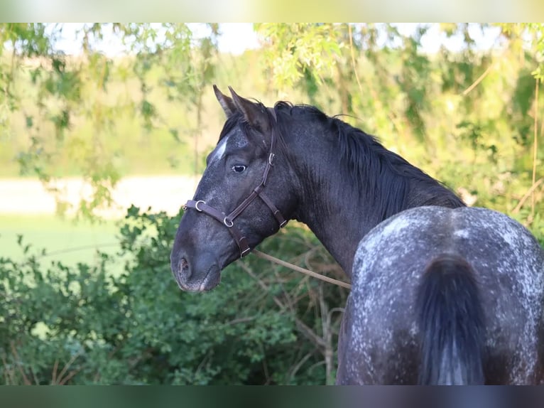 Appaloosa Étalon 6 Ans 155 cm  in Poysbrunn