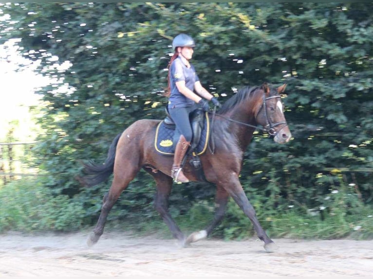 Appaloosa Étalon 6 Ans 165 cm in Boxmeer