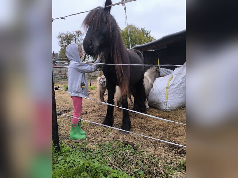 Appaloosa Étalon 6 Ans Léopard in Averbode