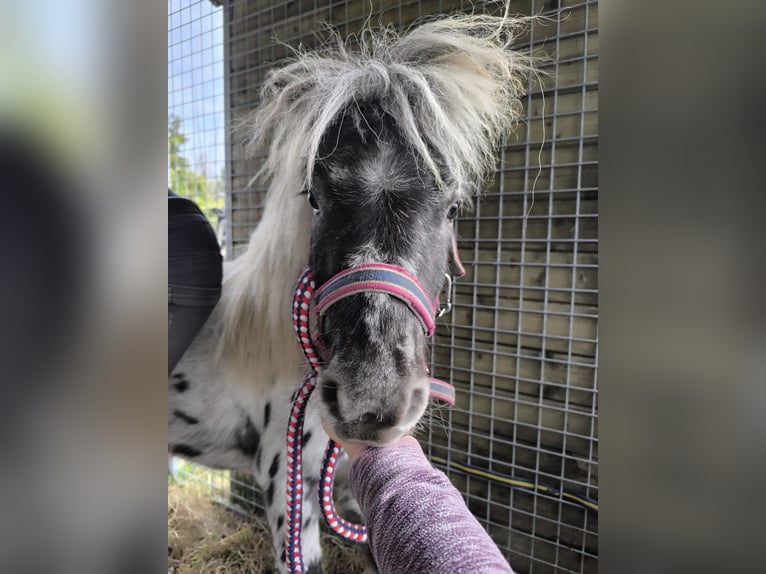 Appaloosa Étalon 6 Ans Léopard in Averbode