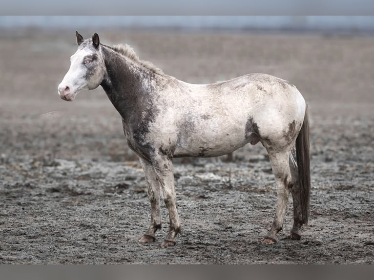 Appaloosa Étalon 6 Ans Léopard in Geldern