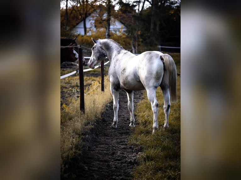 Appaloosa Étalon 6 Ans Léopard in Geldern