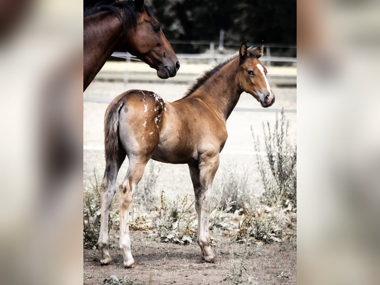 Appaloosa Étalon 6 Ans Léopard in Geldern