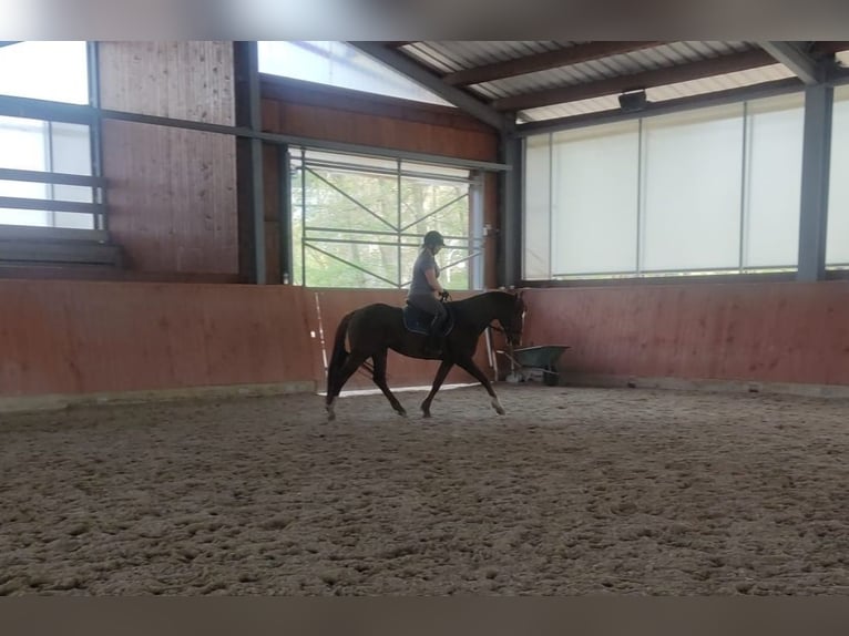 Appaloosa Étalon 7 Ans 155 cm Alezan in Lány