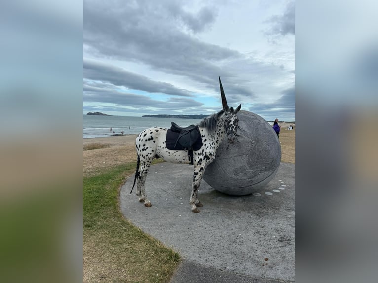 Appaloosa Étalon 7 Ans in Dublin