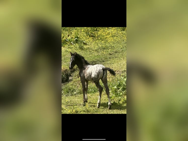 Appaloosa Étalon 8 Ans 155 cm in Meath