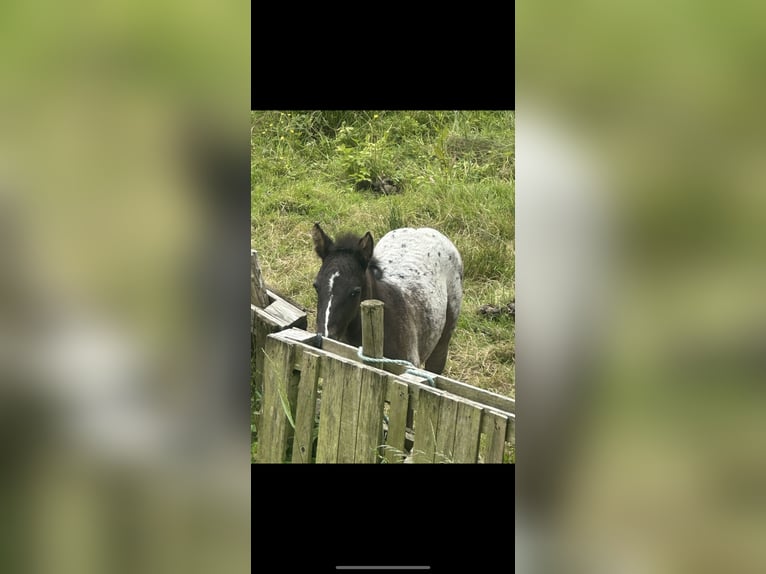 Appaloosa Étalon 8 Ans 155 cm in Meath