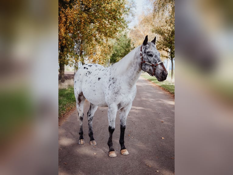 Appaloosa Étalon in Munningen