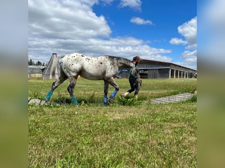 Appaloosa Étalon in Munningen