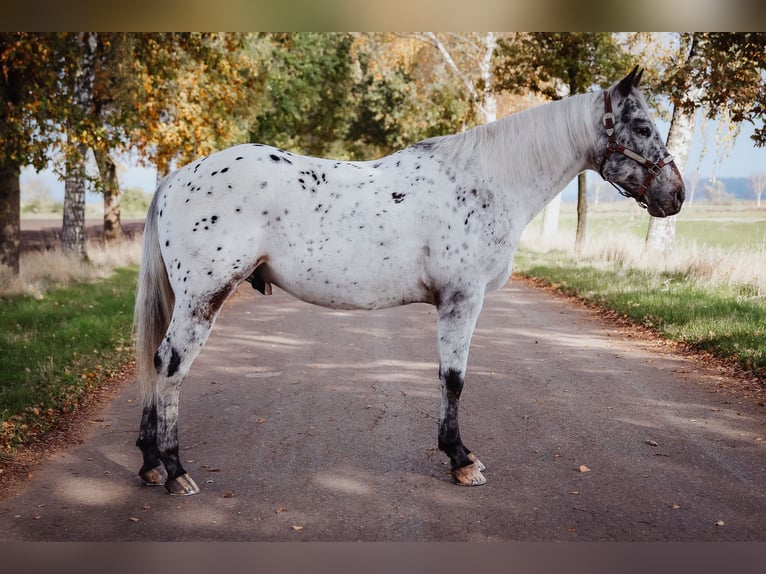 Appaloosa Étalon in Munningen