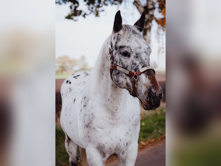 Appaloosa Étalon in Munningen