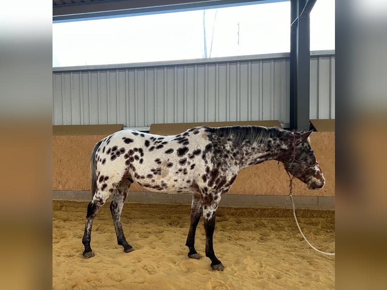 Appaloosa Croisé Étalon Gris moucheté in Neustadt an der Orla