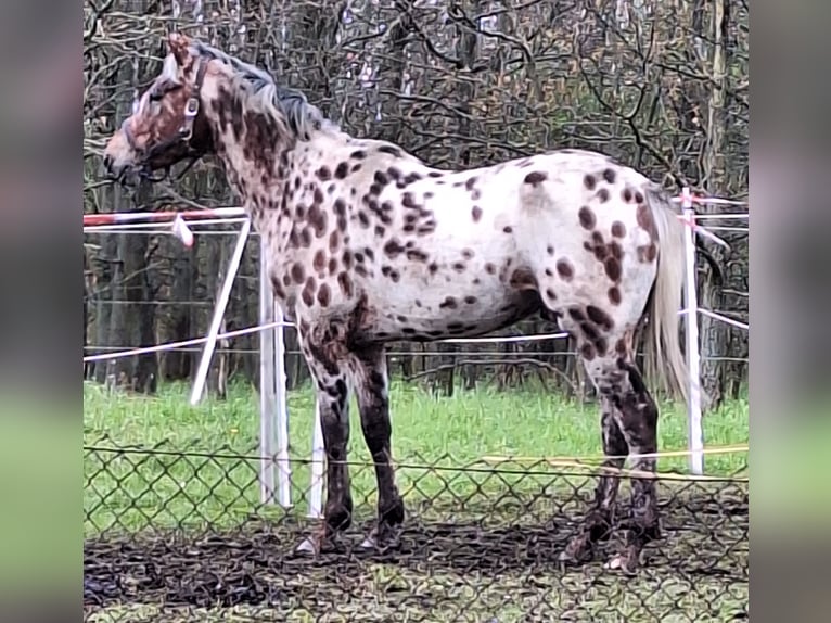 Appaloosa Croisé Étalon Gris moucheté in Neustadt an der Orla