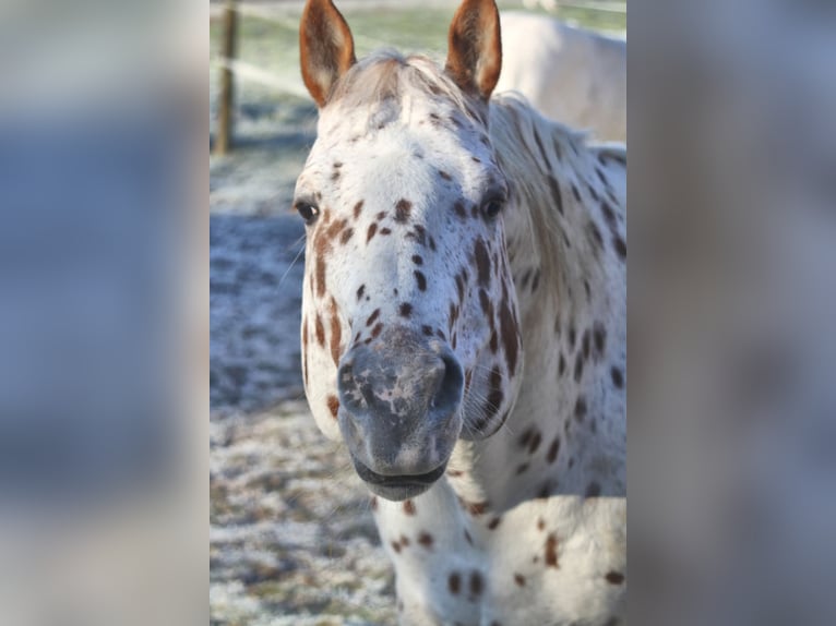 Appaloosa Étalon Léopard in Kirtorf