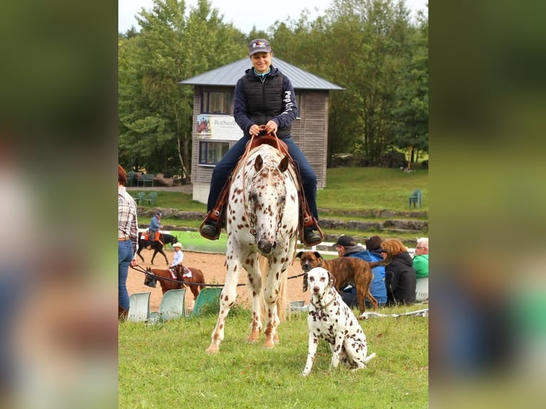 Appaloosa Étalon Léopard in Kirtorf