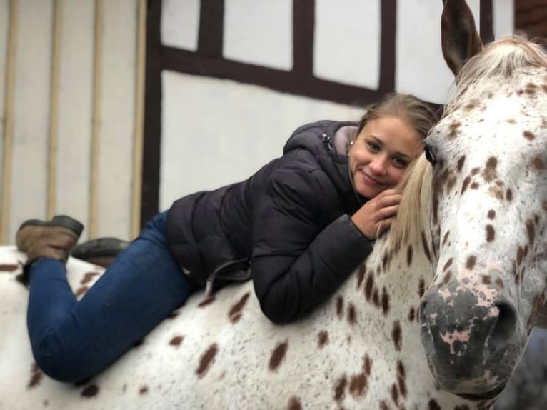 Appaloosa Étalon Léopard in Kirtorf