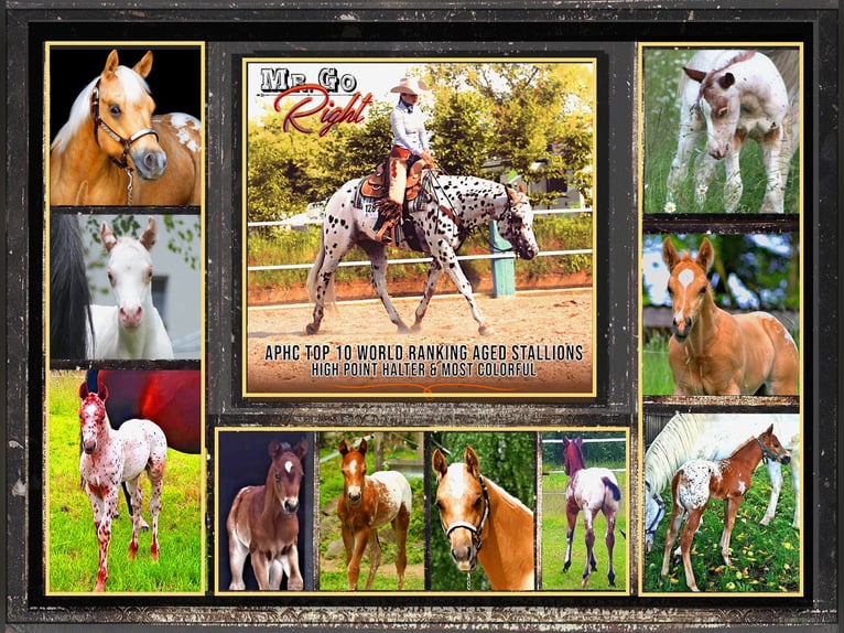 Appaloosa Étalon Léopard in Kirtorf