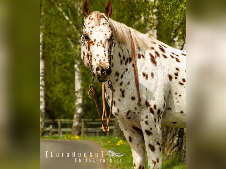 Appaloosa Étalon Léopard in Kirtorf
