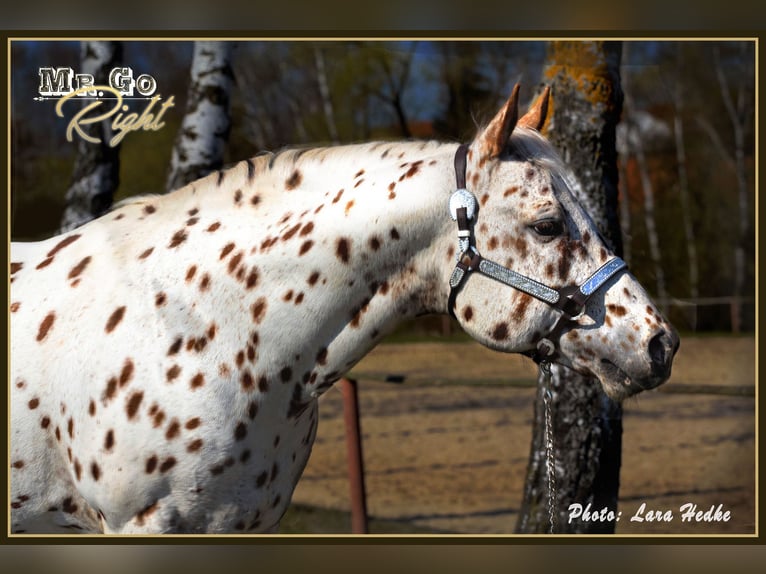 Appaloosa Étalon Léopard in Kirtorf