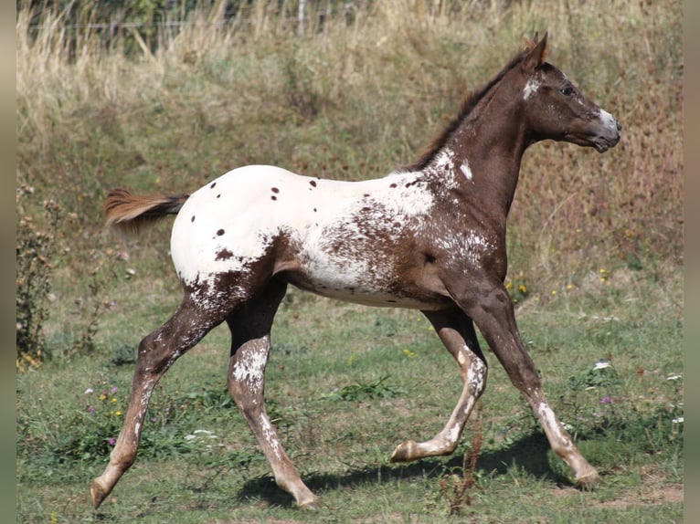 Appaloosa Étalon Léopard in Kirtorf